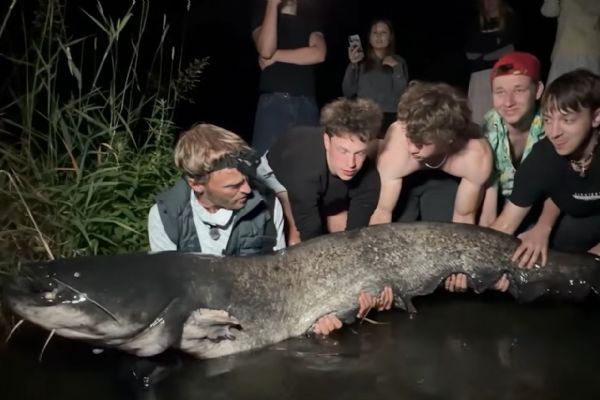 Ejpovické monstrum potvrzeno. Vágner z lomu vytáhl sumce dlouhého 2,17 metru