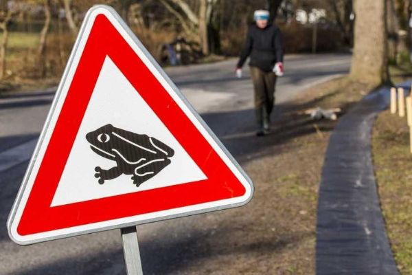 Jarní tah obojživelníků: dobrovolníci na Jihlavsku chrání žáby pomocí zábran a kbelíků