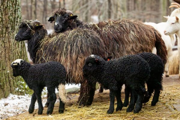 Pět barevných jehňat rozzářilo Zoo Ostrava