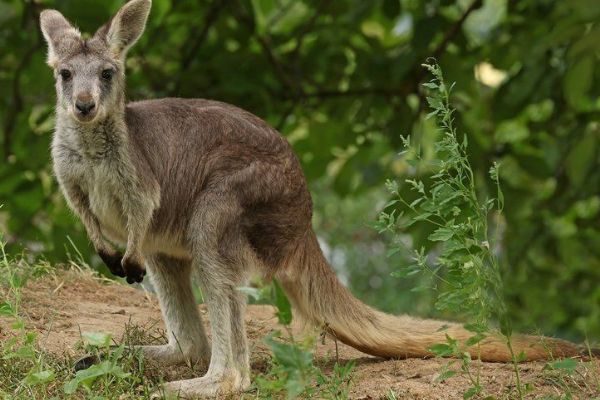 Plzeňská zoo poprvé chová klokany horské. Jedna ze samic přivezla i mládě