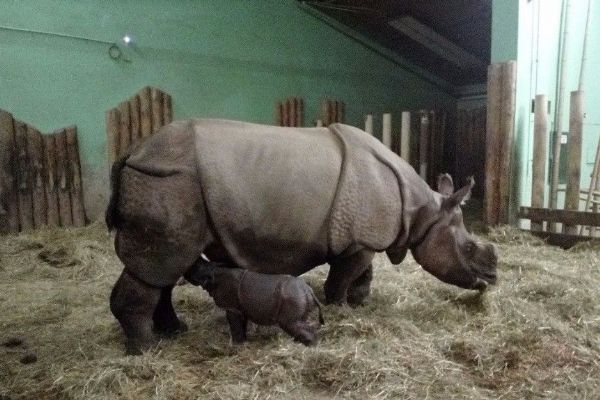 Plzeňská zoo slaví narození vzácného nosorožce
