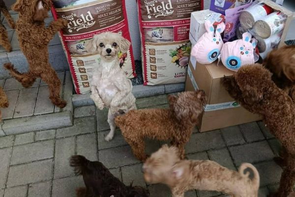 Psi z otřesné množírny našli péči i na Tachovsku. V útulku čekají na nový začátek