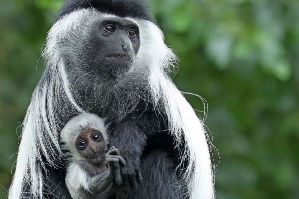 V plzeňské zoo mají nové opičí mládě guerézy. Malý Tano je zatím skoro celý bílý