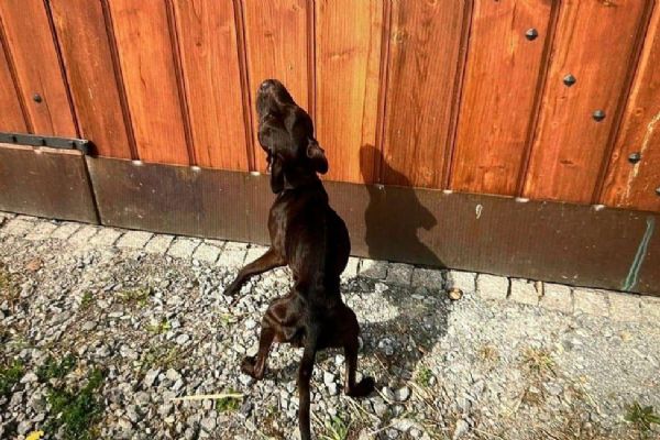 Vyhublí stafordové utekli a spustili lavinu vyšetřování, manželé čelí soudu za týrání