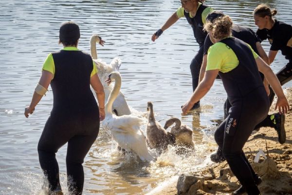Záchranáři kroužkují poslední letošní labutě. Akci přerušil zásah na Berounce