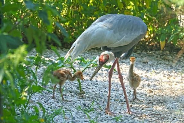 Zoo Plzeň po dvouleté pauze vylíhla dvě mláďata jeřábů bělošíjích