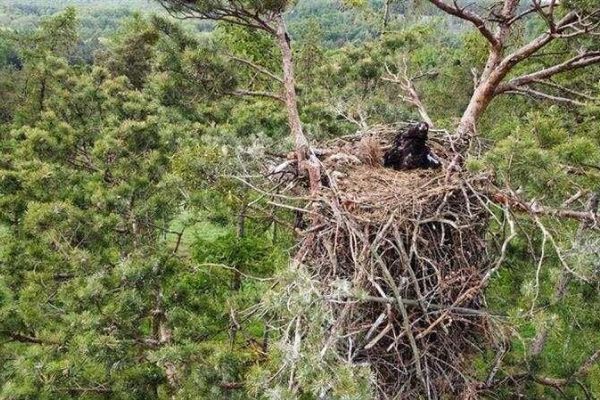 117 hnízd na Vysočině: kraj a ochránci koordinují ochranu před rušením
