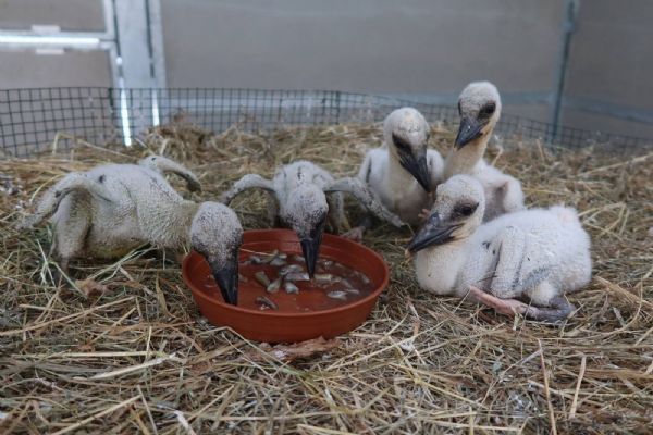 Čapí mláďata přišla o rodiče po nehodách. Zachráněná parta čeká na náhradní hnízda