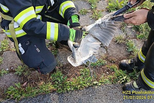 Hasiči z Nepomuka vyjeli kvůli čápovi do Želvic, našli zamotanou volavku a zachránili ji