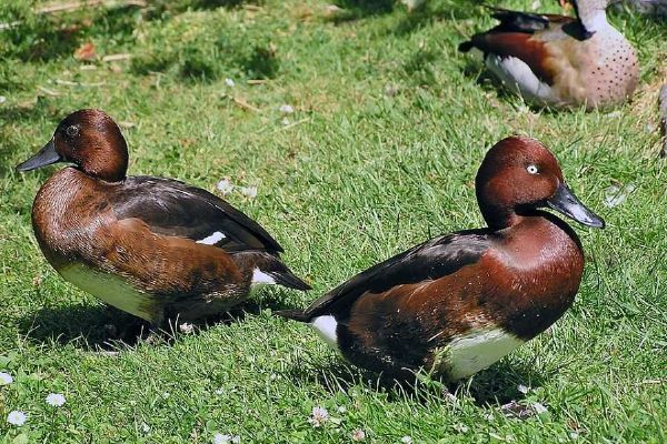 Kriticky ohrožené kachny se vrací na jih Čech díky zoo