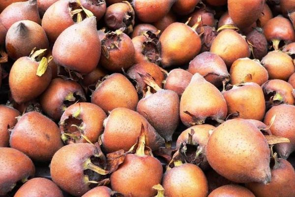 Mišpule se vrací do jihočeských zahrad. Staré ovoce znovu objevují i zahrádkáři kolem Budějovic