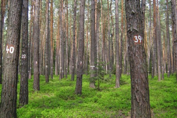 Plzeňský kraj je jedním z nejlesnatějších v Česku. Jehličnanů ale postupně ubývá
