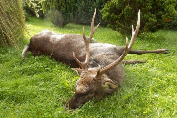 Tachovský myslivec ulovil jelena na černo, uhradil škodu a přišel o zbroják