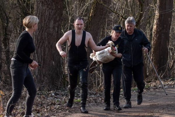 U Borské přehrady pomohli labuti s rybářskou nástrahou v zobáku