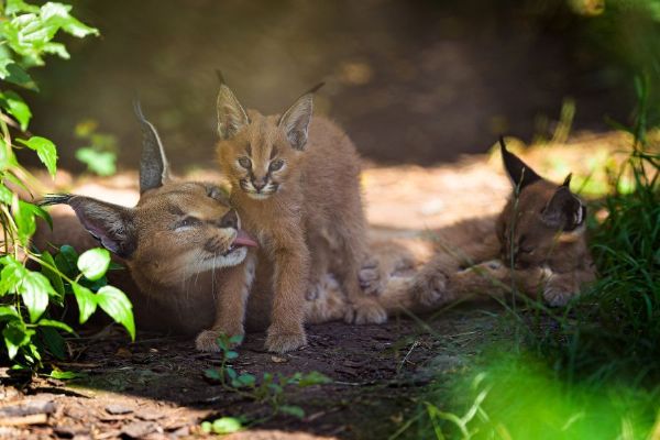 V Zoo Praha mohou návštěvníci pozorovat dvě mláďata karakala, nejaktivnější bývají při krmení