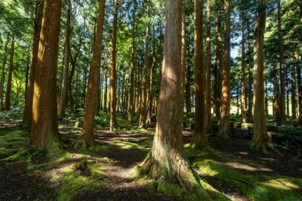 Vysočina připomíná Mezinárodní den lesů: soutěže, výstavy i Den otevřených lesů