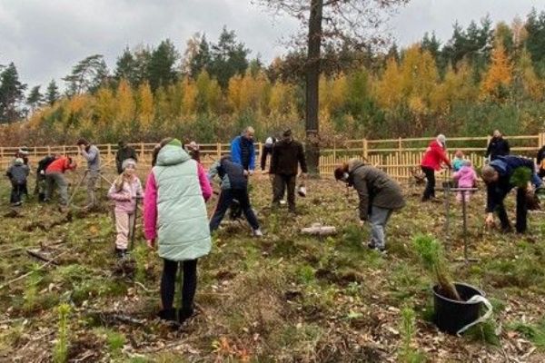 Zábělský Den pro les - 150 dobrovolníků zasadilo 4 000 borovic
