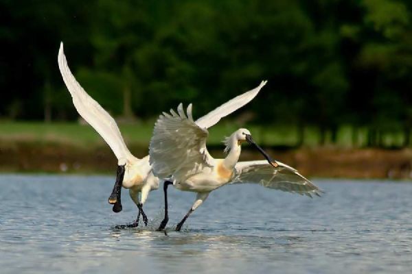Živé kamery z ostrůvku Nový Vrbenský ukazují hnízdění vzácných ptáků