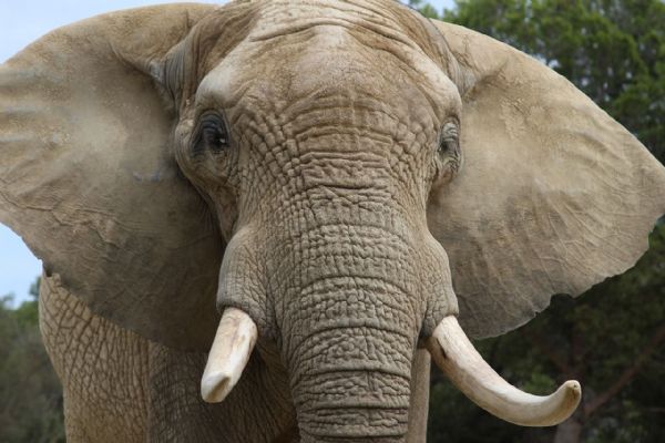 Šedesátiletý muž obchodoval bez povolení se slonovinou