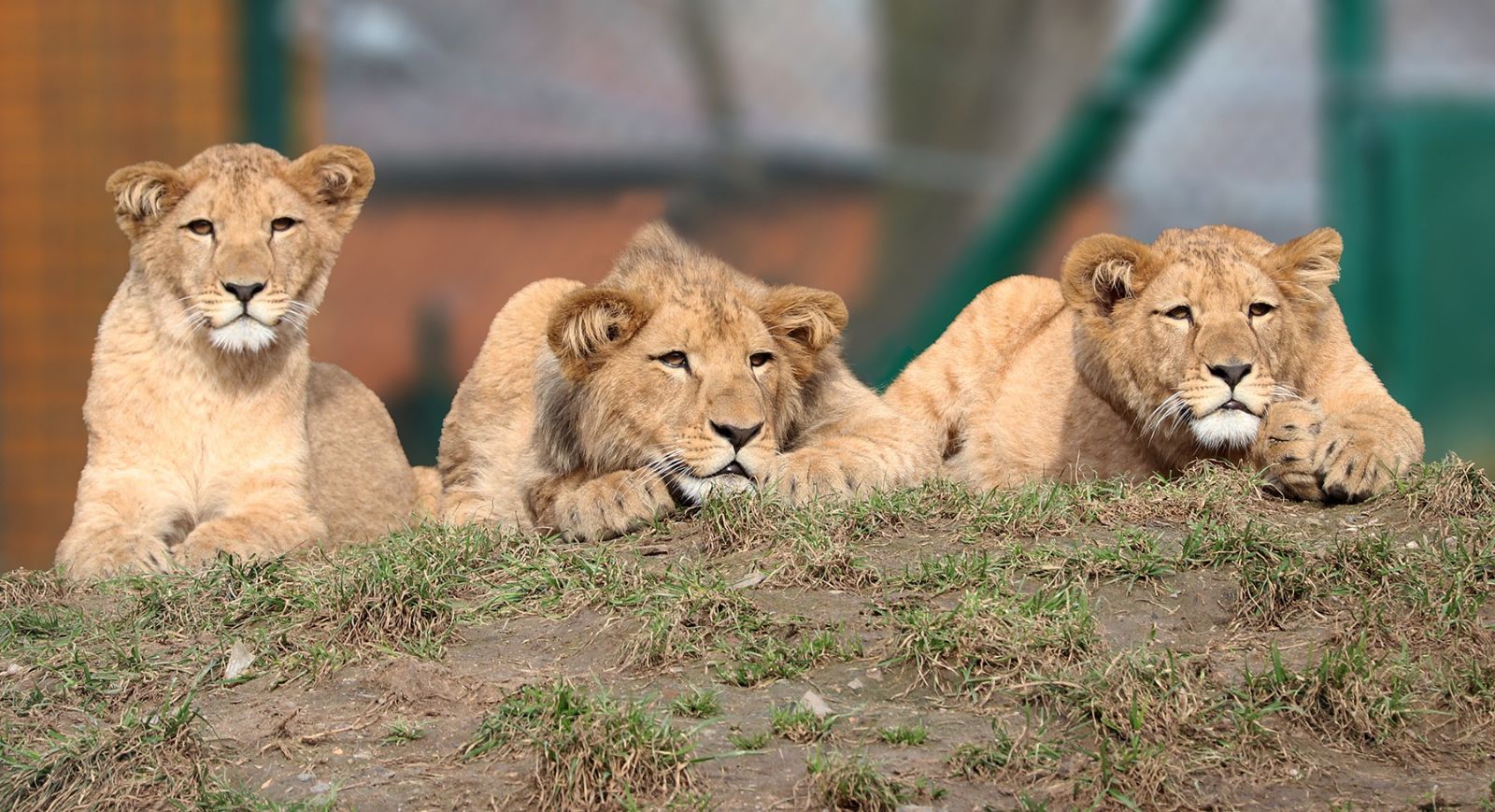 Zoo Plzeň oslaví Den zvířat a ošetřovatelů komentovaným krmením