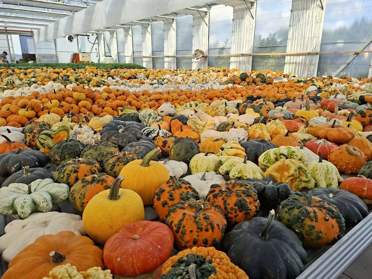 Halloween se blíží. V kraji začíná sháňka po dýních na vyřezávání