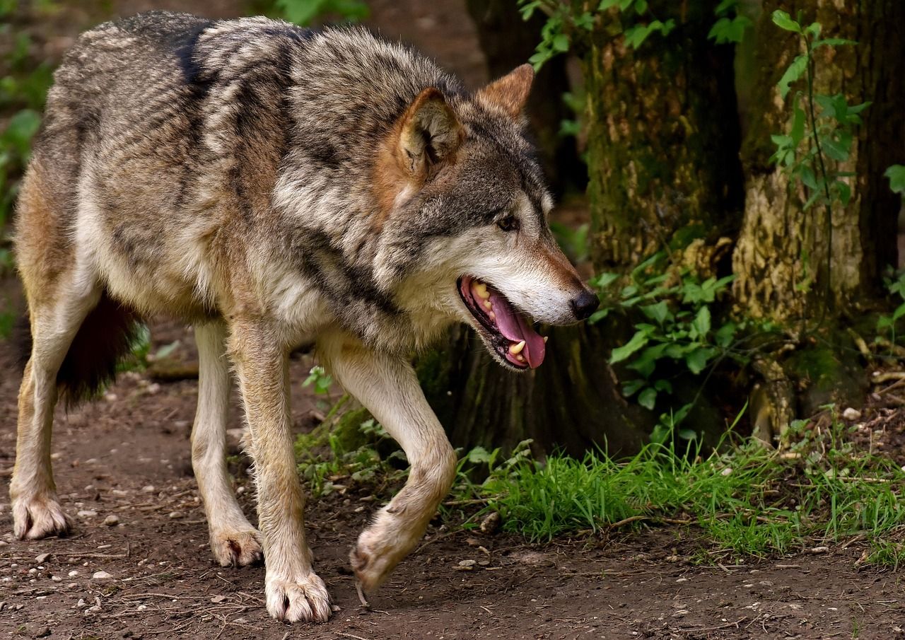 Vlci zdecimovali stádo v šumavské Javorné. Chovatelce z třinácti ovcí zůstaly tři