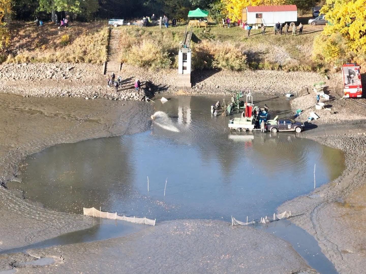 Rybáři na Tachovsku vylovili Sytenský rybník. Až 22 tun ryb mělo zamířit do Mže a na Hracholusky