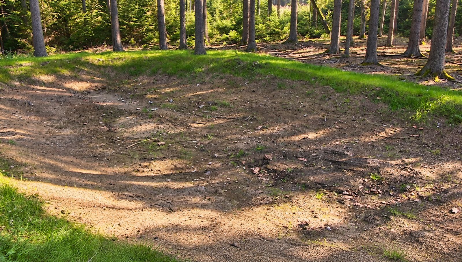 Sucho drtí lesy na Rokycansku. Vyschly tůně, hynou sazenice a rychleji se šíří kůrovec