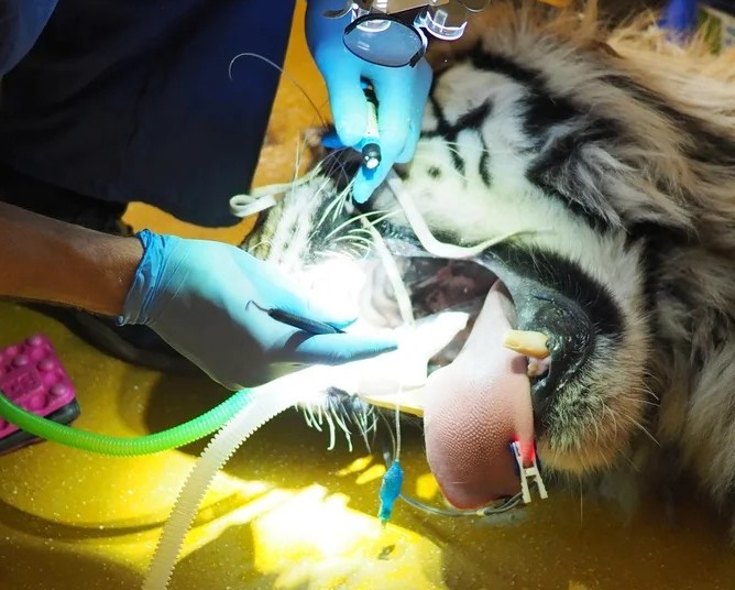 Tygr Rádža z plzeňské zoo podstoupil neobvyklou operaci. Šest veterinářů mu zachraňovalo zlomené špičáky