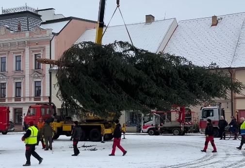 Rokycany hledají vánoční strom na náměstí. Lidé mohou nabídnout smrk nebo jedli