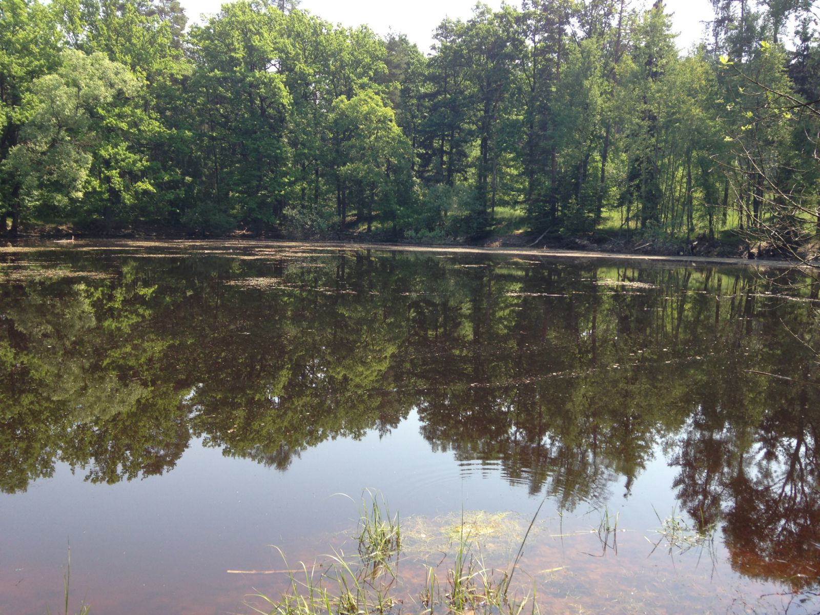V rybníku na Stříbrsku našli mrtvolu místního muže