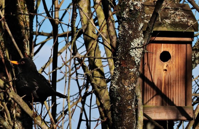 Božkovský ostrov bude opět plný ptačího zpěvu