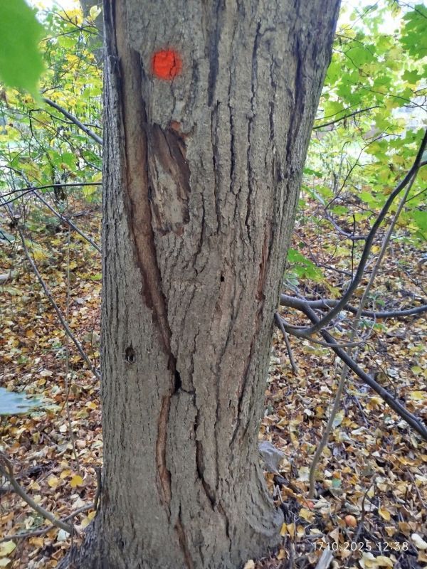 Odborníci budou odstraňovat suché a poškozené dřeviny v městských parcích. Plzeň žádá návštěvníky o obezřetnost