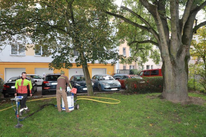 obrázek: Stoletý strom na Slovanech dostal speciální půdní výživu