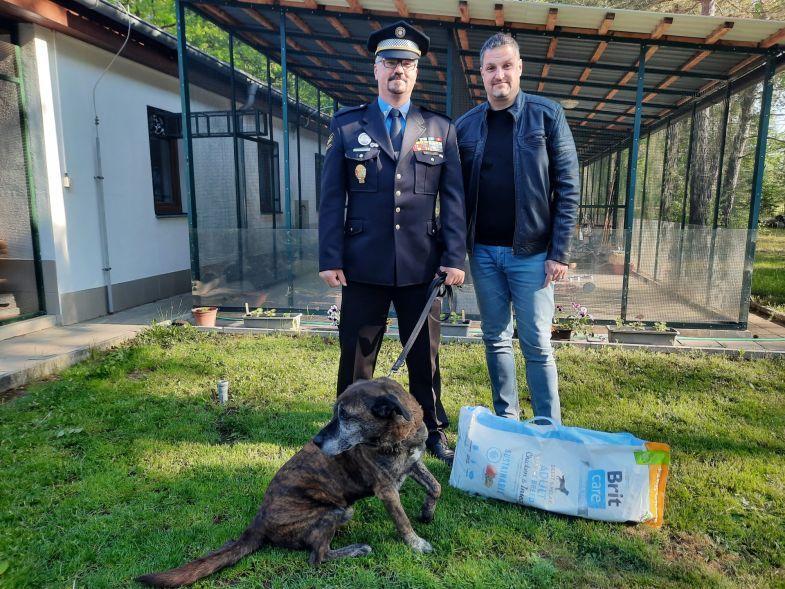 obrázek: Zájem je o mladé psy malých plemen a štěňata. Staří a velcí psi mají často smůlu