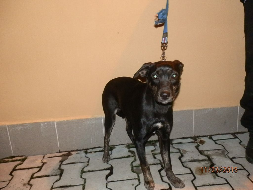 obrázek: Kopal do psa a skákal po něm