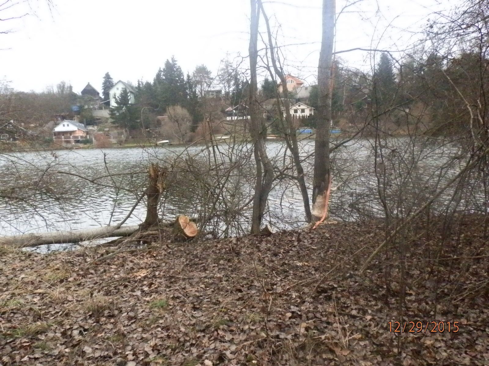 obrázek: Neoprávněné kácení dřeva