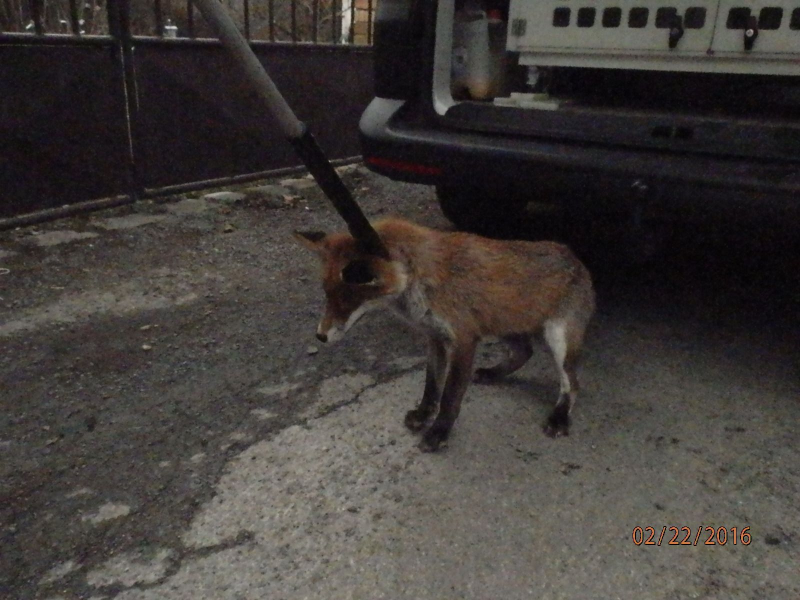 obrázek: Odchyt lišky