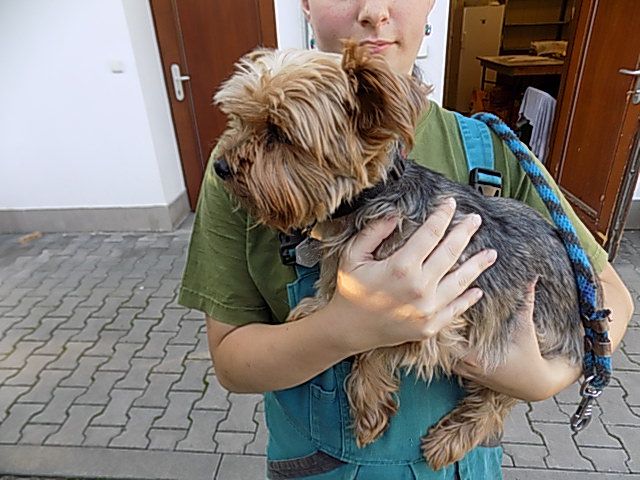 obrázek: Odložená zvířata