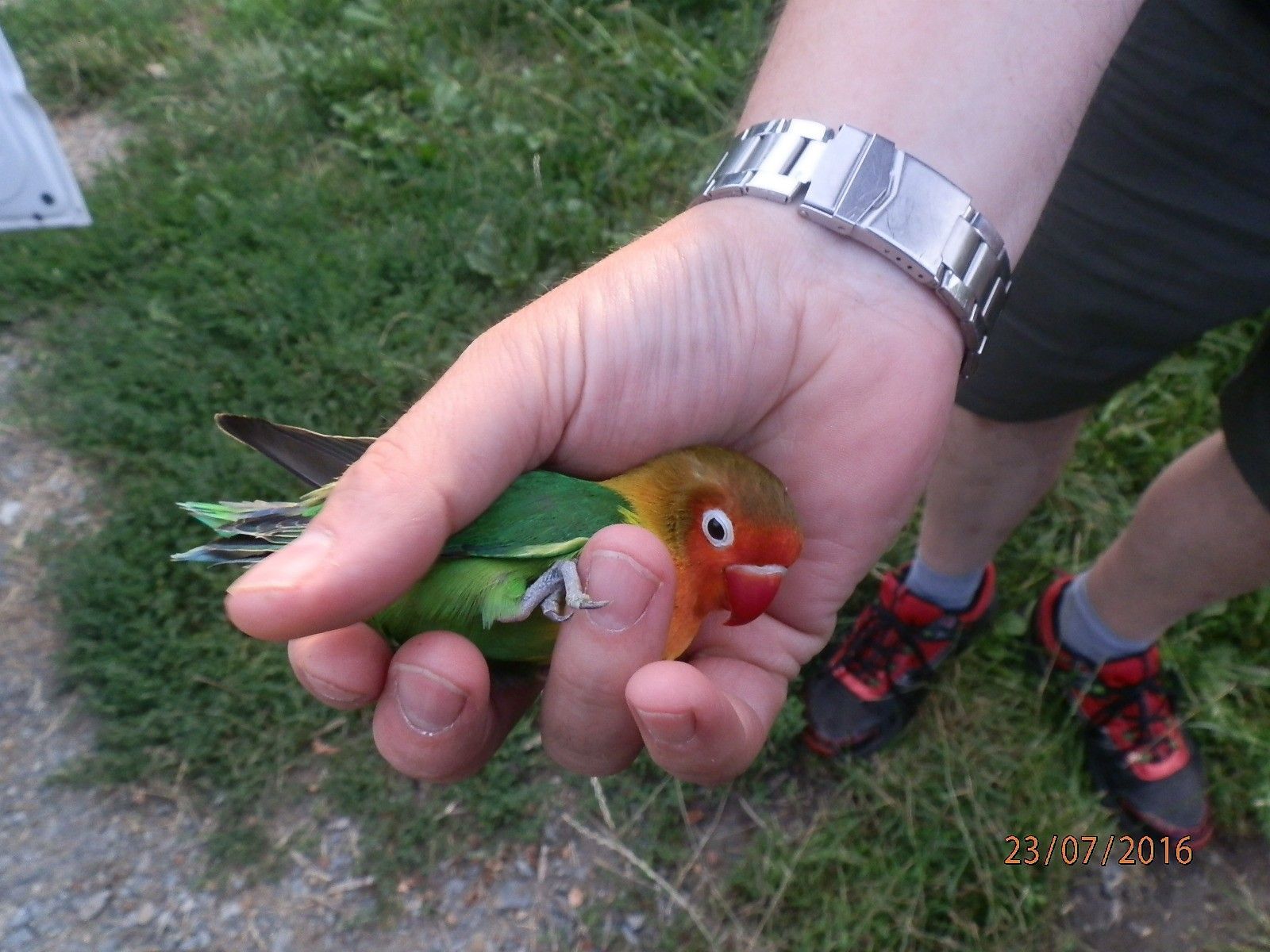 obrázek: Papoušek ufrnkl svému majiteli,