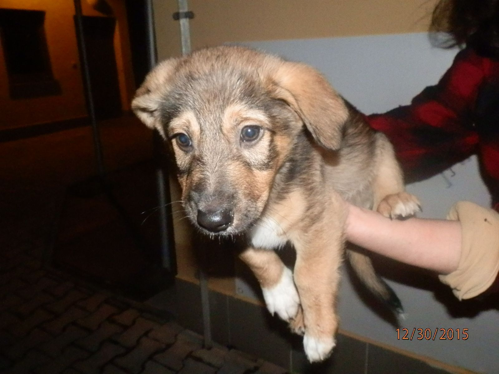 obrázek: Psi umístění do útulku