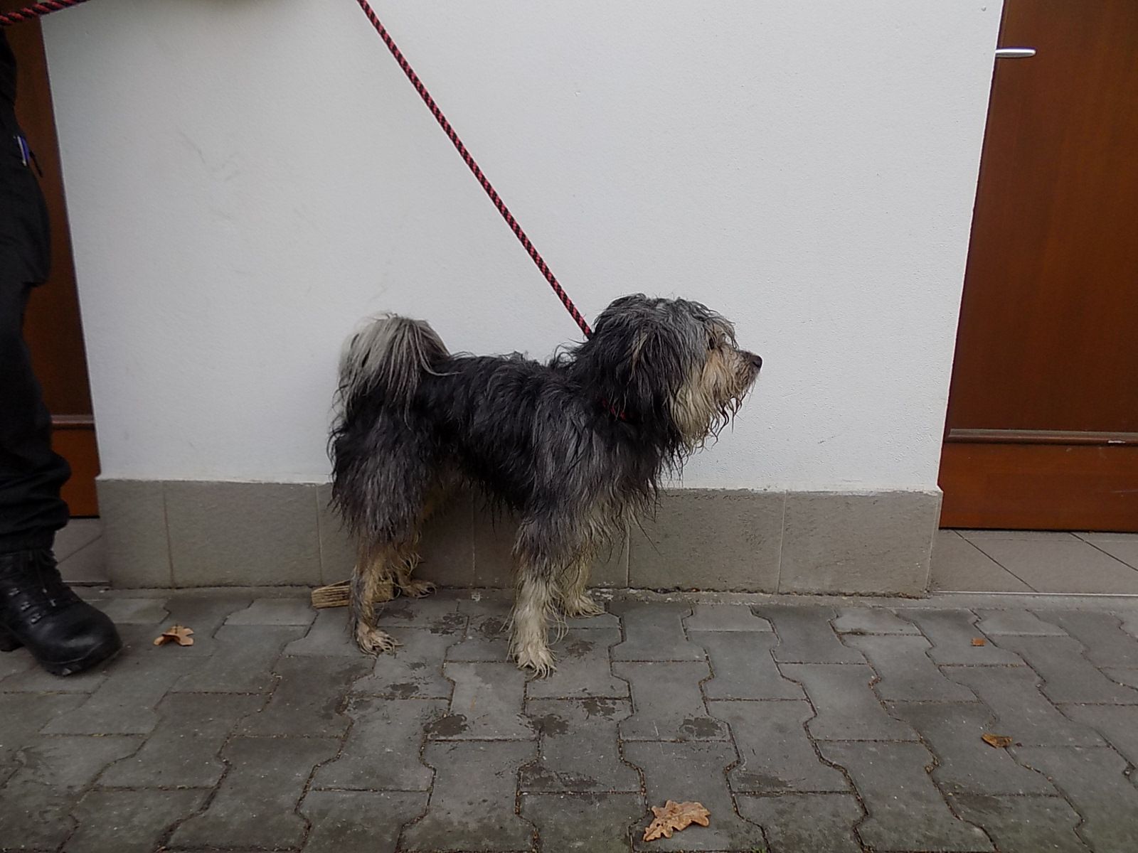 obrázek: Sousedé si pomáhali se psy uprchlíky