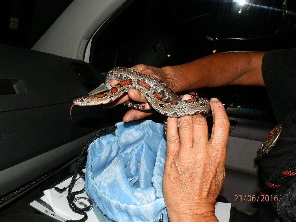 obrázek: Strážníci mají na svém kontě téměř čtyři stovky odchytů zvířat