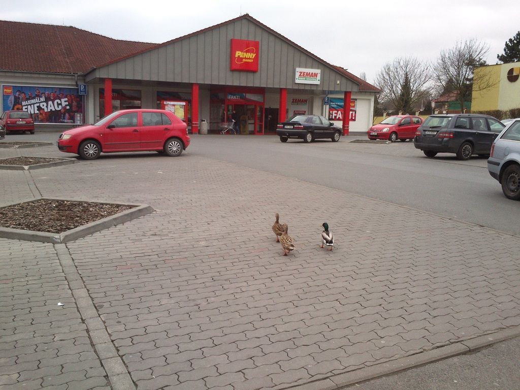 obrázek: Strážníci na Doubravce řešili neobvyklé případy