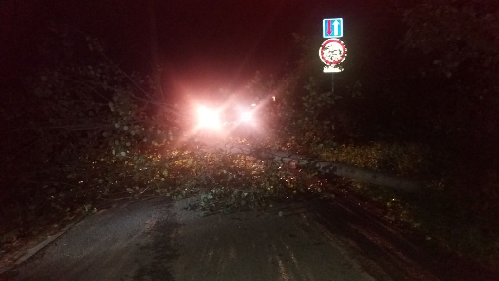obrázek: Strom v silnici