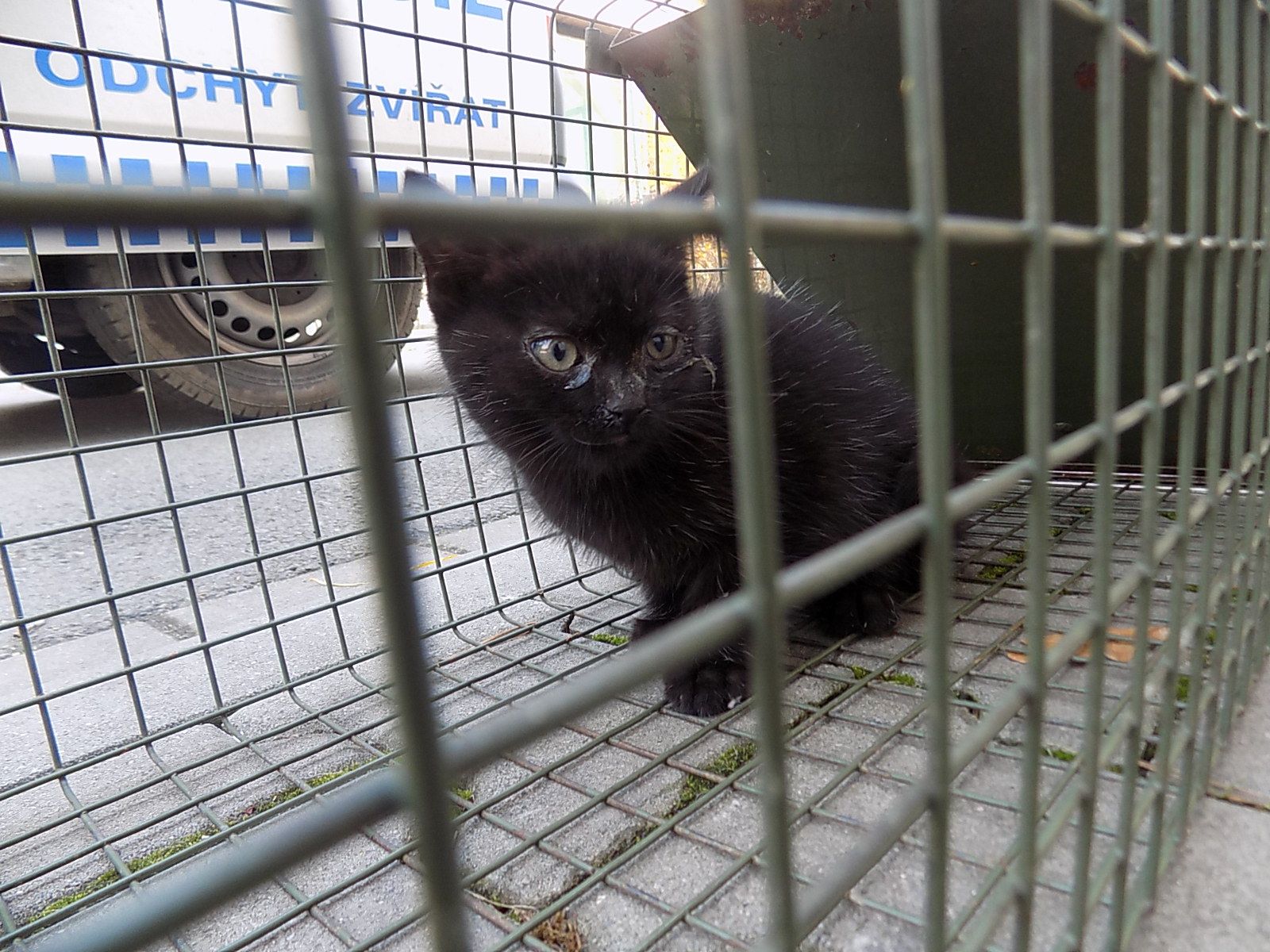 obrázek: Zachraňovaná zatoulaná zvířata