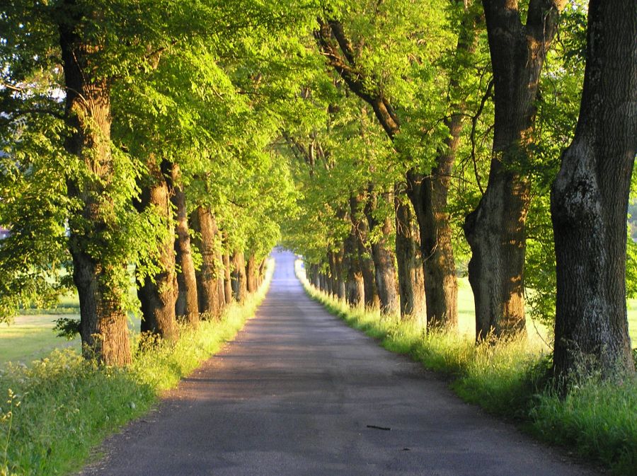 Anketa Alej roku otvírá také kategorii pro nadšené fotografy