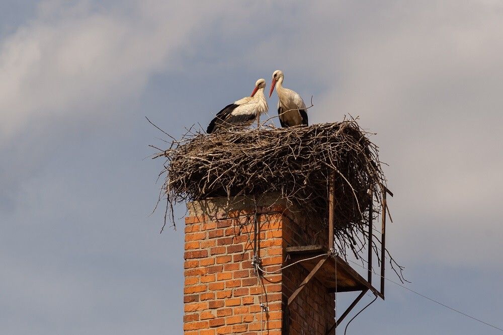 obrázek: Čápi se vracejí. Ornitologové vyzývají ke sledování hnízd