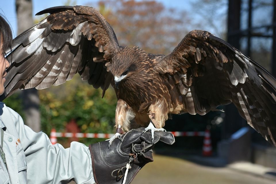 obrázek: Zoo zve na sokolnické ukázky, jezdí zoovláček