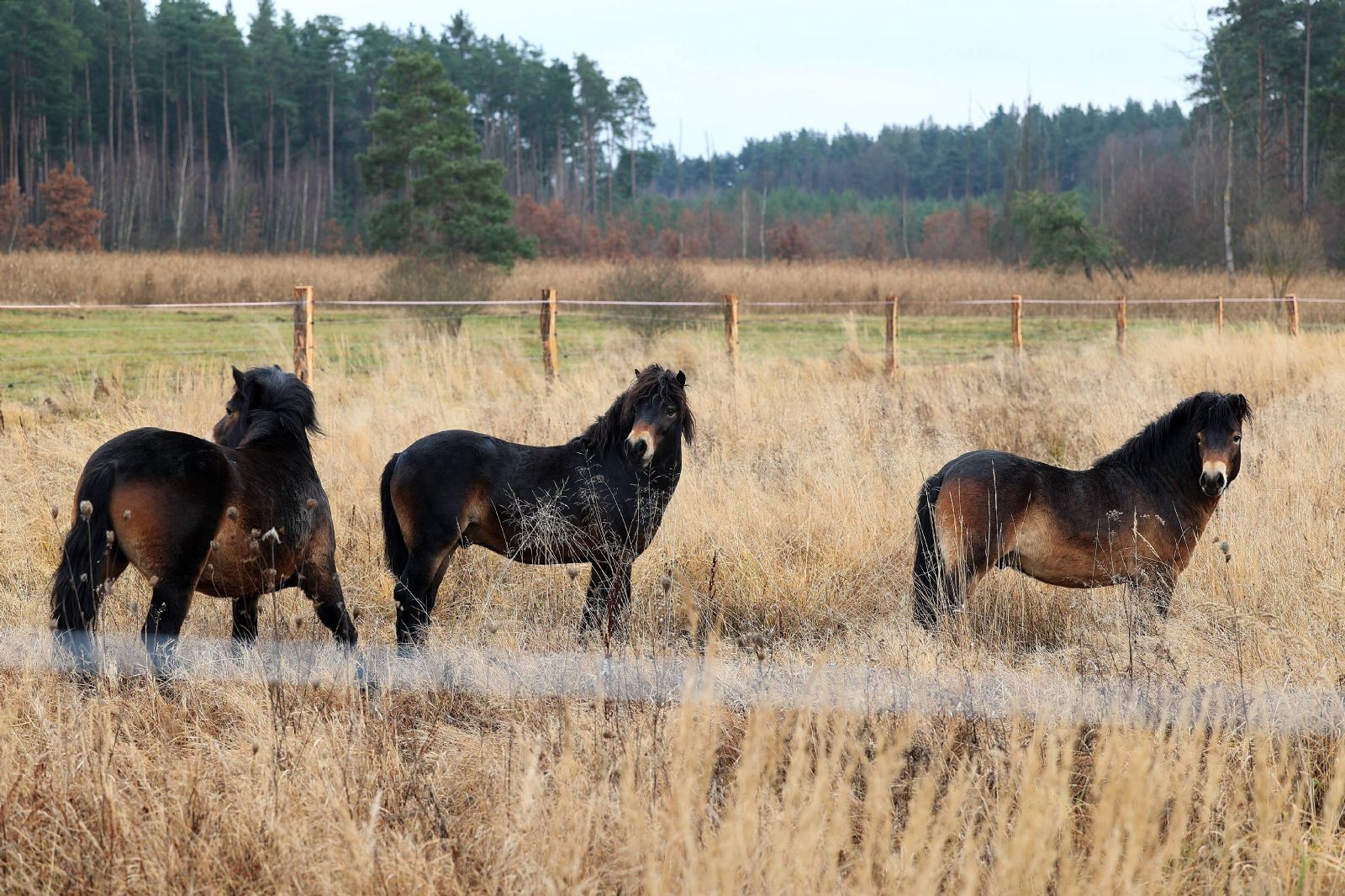 Exmoorští divocí koně pomáhají Janovskému mokřadu